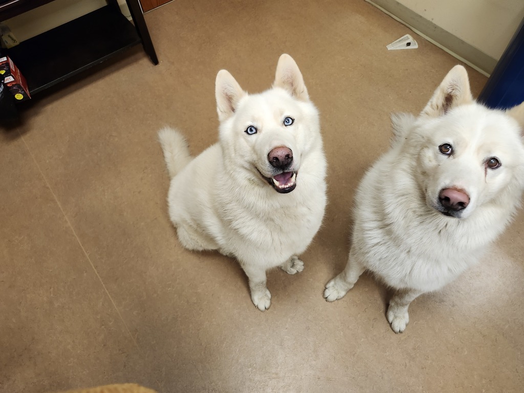 Image of two white husky dogs, one with light blue eyes and the other with light brown eyes.