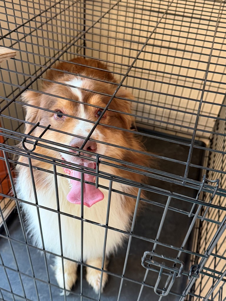 Image of a brown and white herding dog, very fluffy, with brown eyes