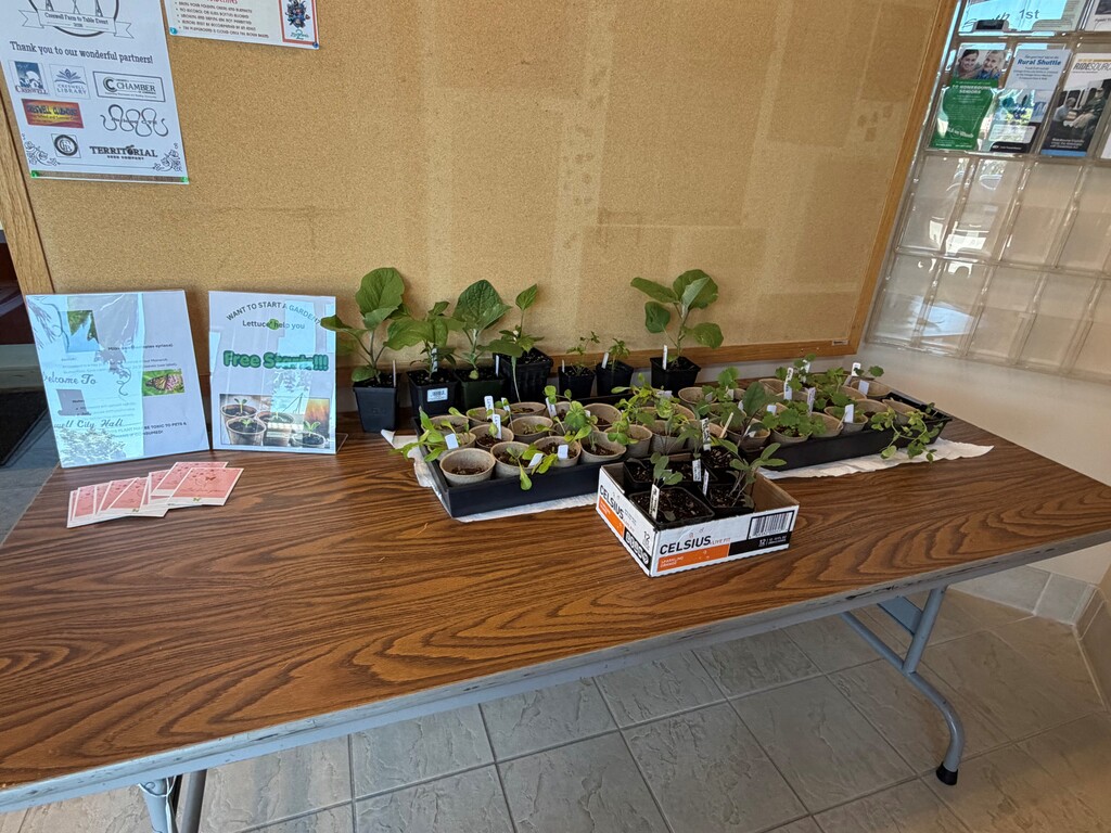 Image of plant starts on a table in the front lobby of Creswell City Hall.
