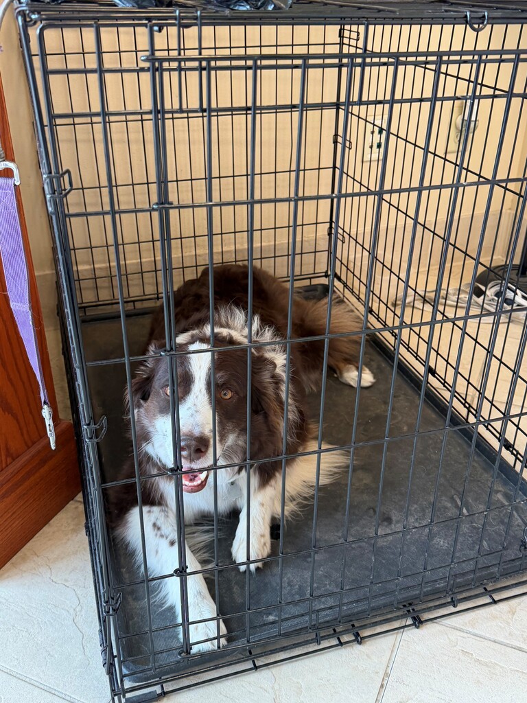 Image of a male border collie dog with brown and white fur. Has a brown nose and brown freckles on his face and arms