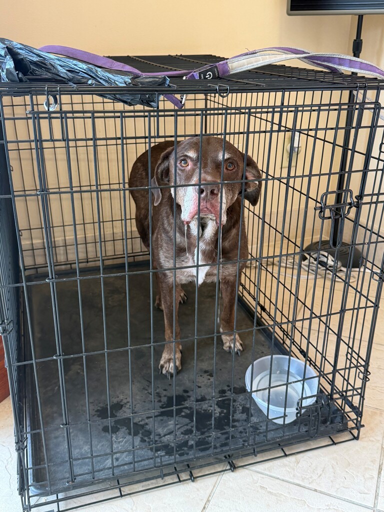 Image of a short-haired dog with brown fur, a white chest, a white muzzle, and white eyebrows. The dog is likely a senior dog.