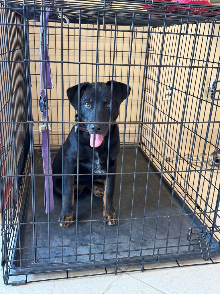 Image of a Black and brown puppy, approximately four to six months old, in a crate in Creswell City Hall