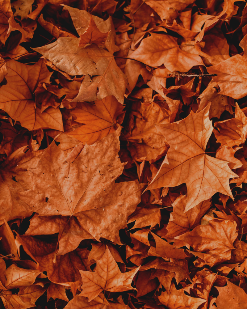 Brown Leaves in a pile