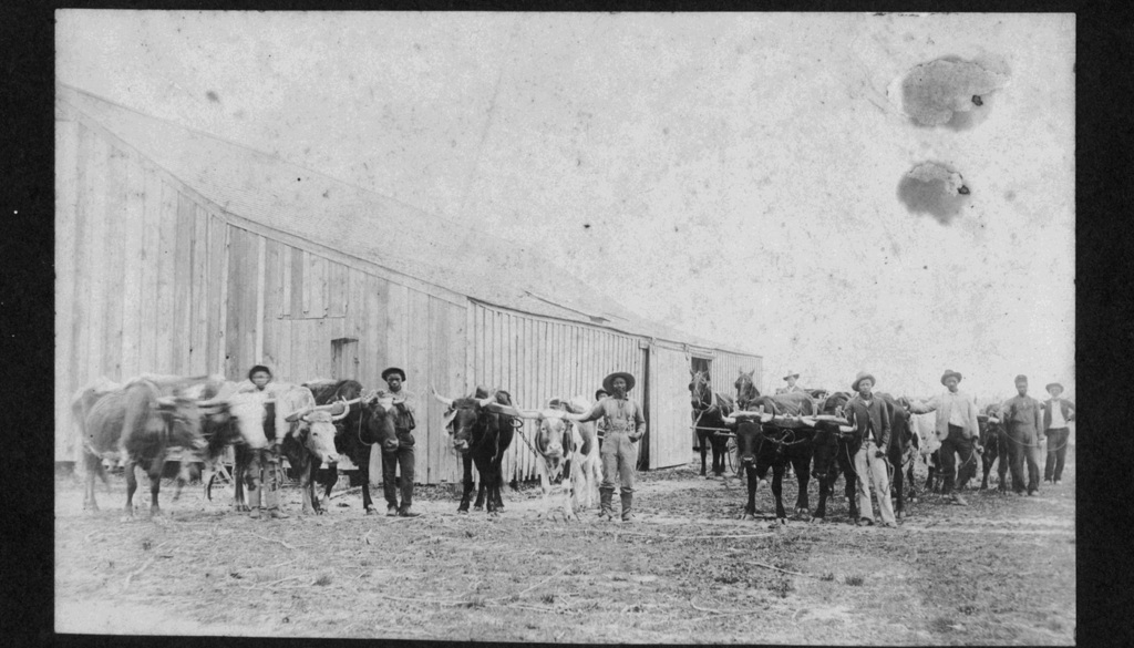 Cattle outside of a livery stable circa 1900