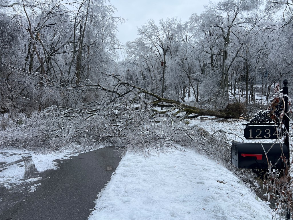 trees down