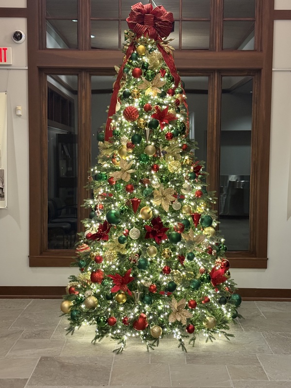City Hall Xmas Tree
