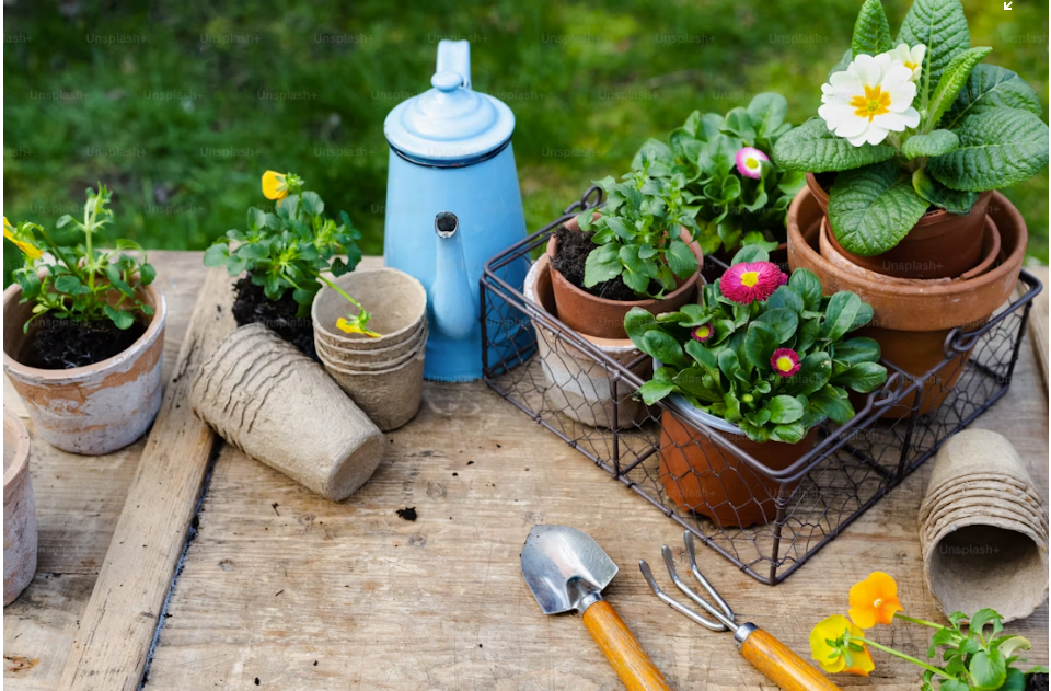gardening supplies with potted plants and gardening tools. Fresh flowers in a pot