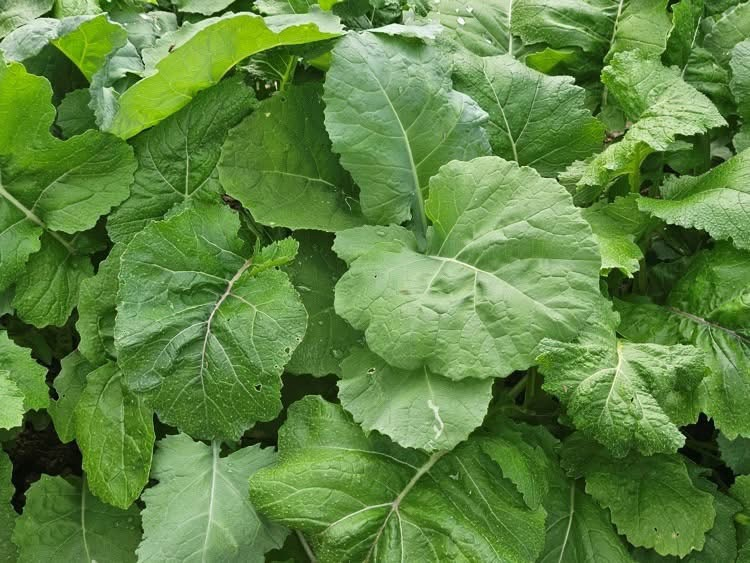 greens 
