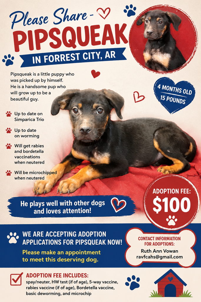 Adoption Dog