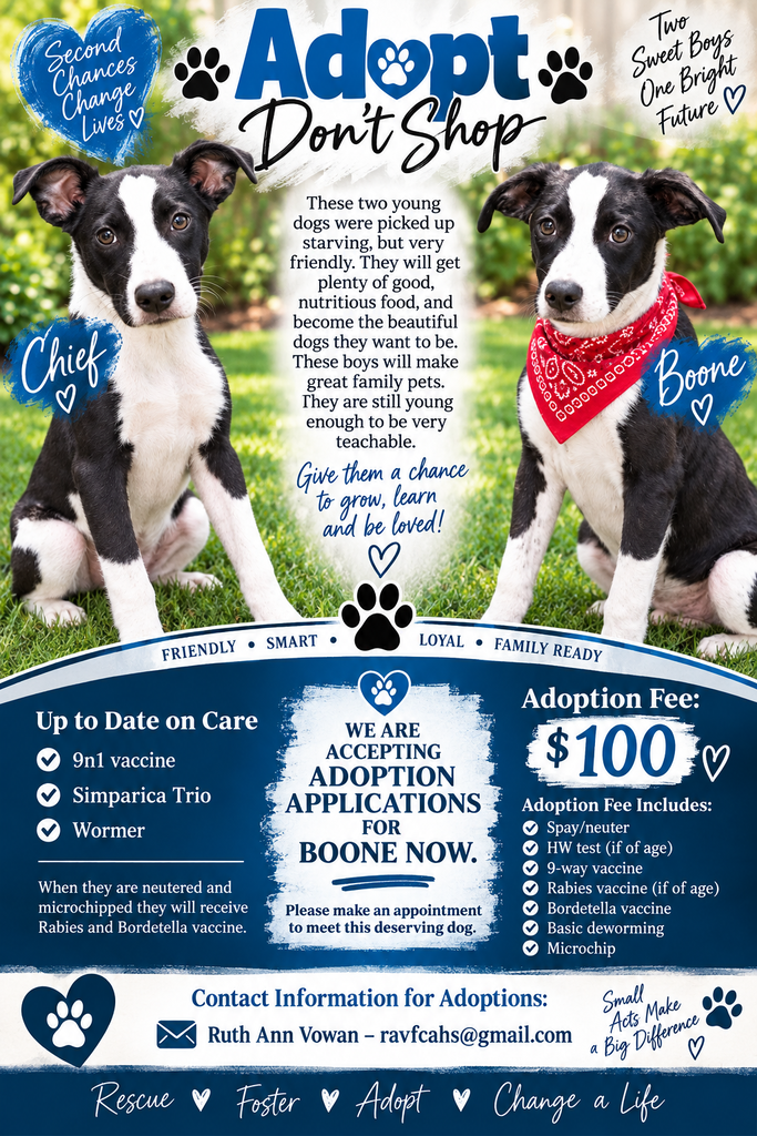 Dog adoption 