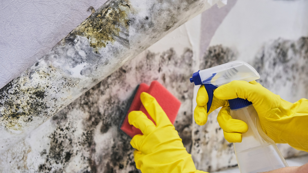 cleaning mold