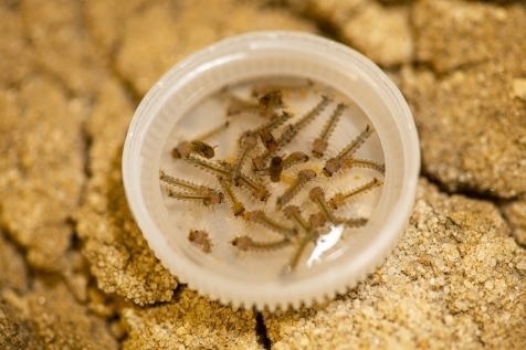 mosquito larvae in bottle cap