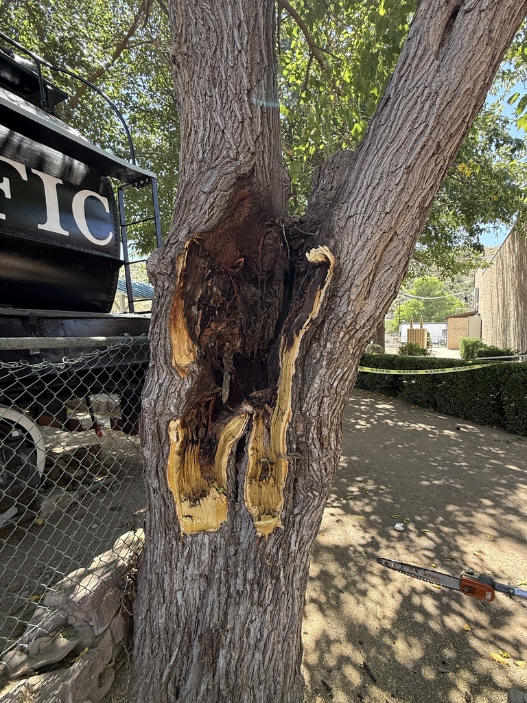Photo of deteriorating tree