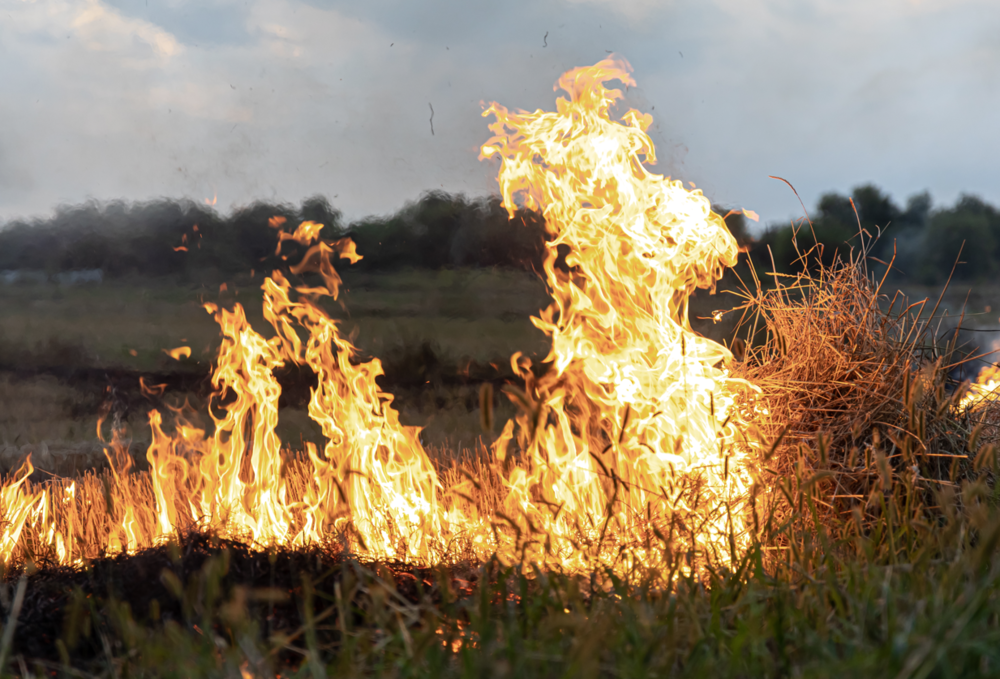Photo of an open burn in a field