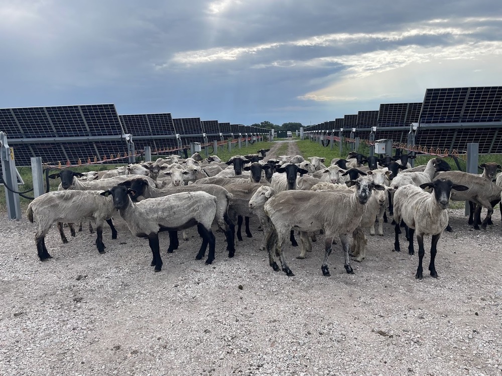 Sheep at GIUD Solar Farm