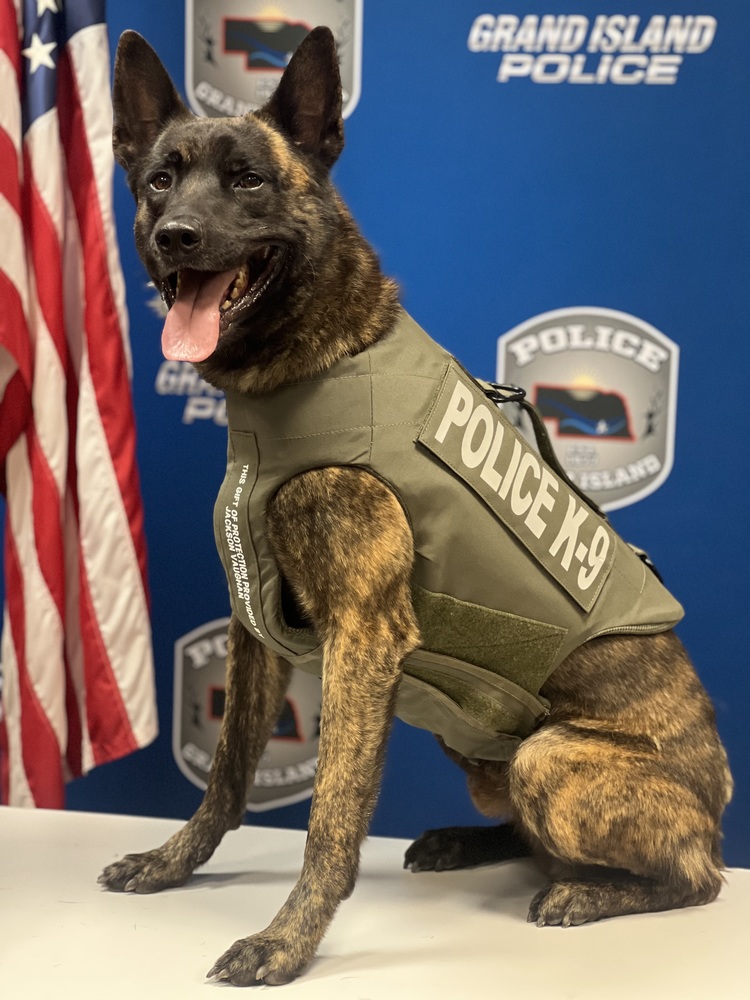 K9 Cello