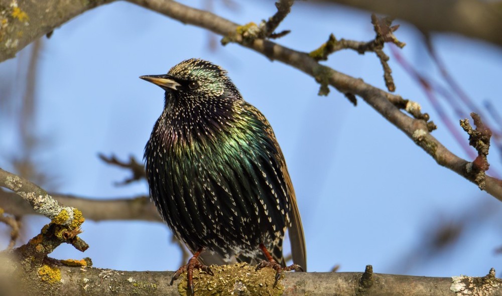 Starling Population
