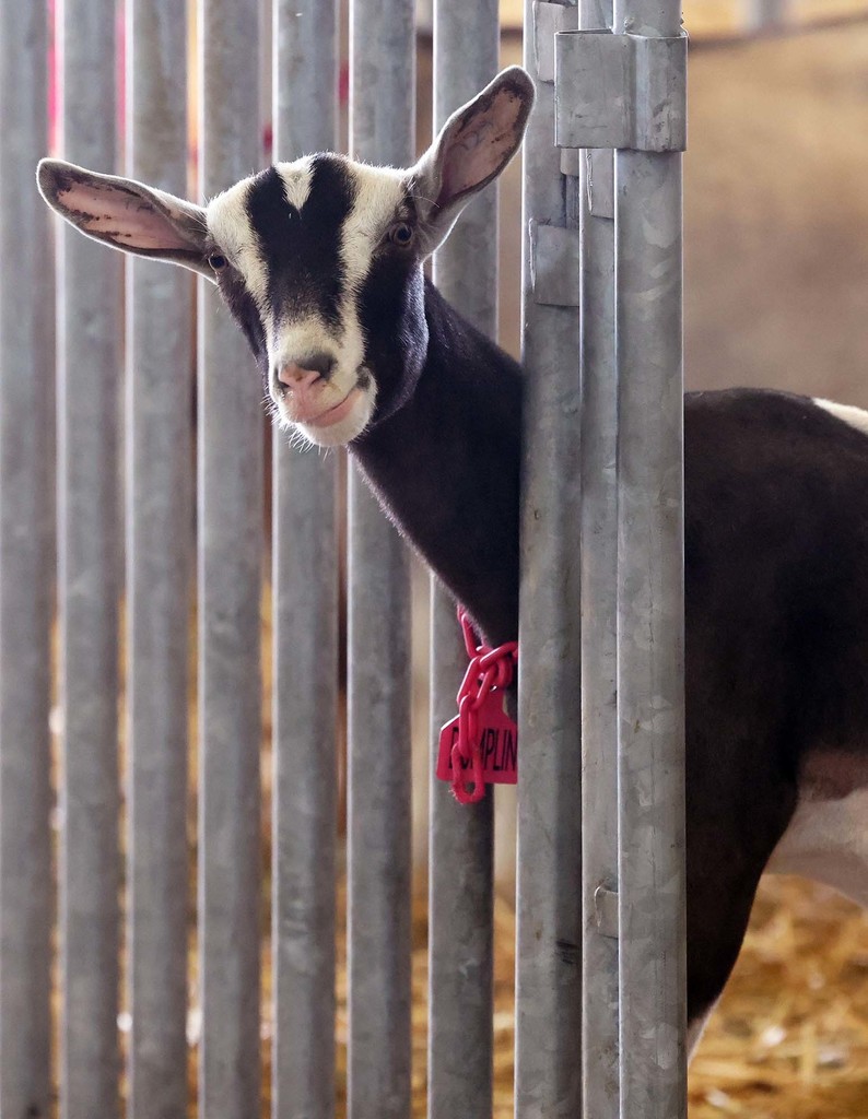 American Dairy Goat Association Show