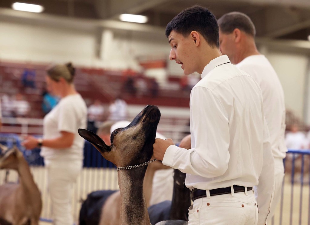 American Dairy Goat Association Show