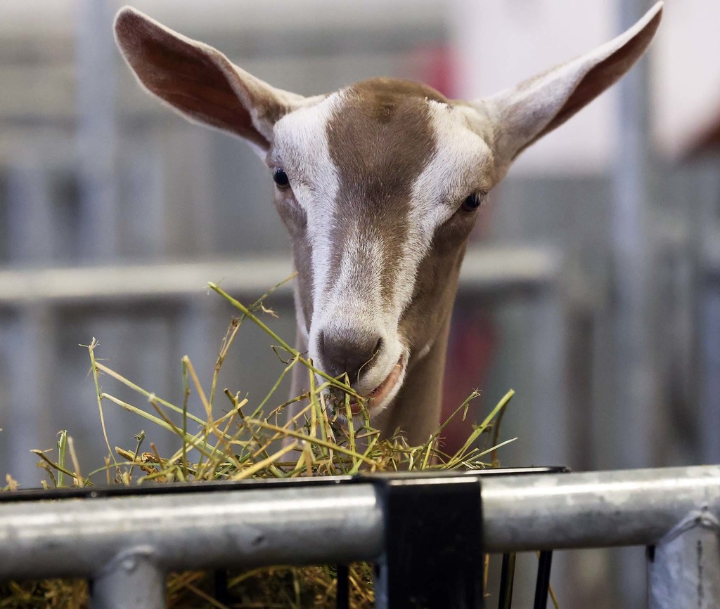 American Dairy Goat Association Show
