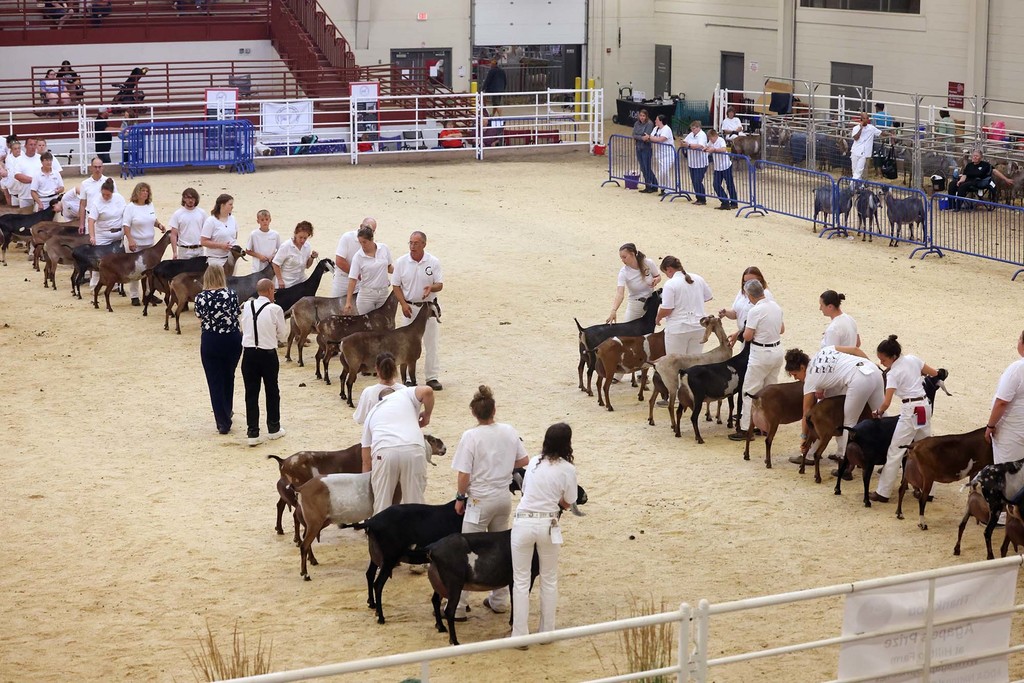 American Dairy Goat Association Show