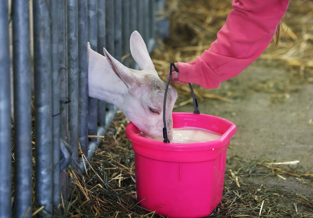 American Dairy Goat Association Show