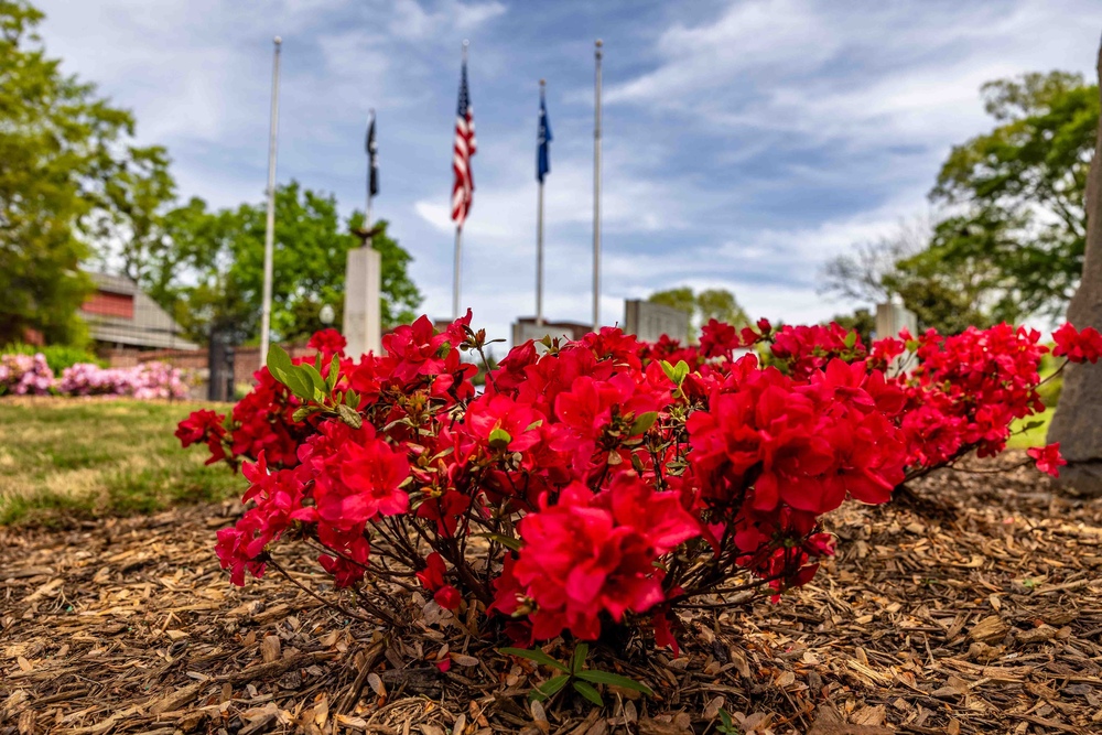 Image shows red azaleas in the foreground and flags at Veterans Park in the background