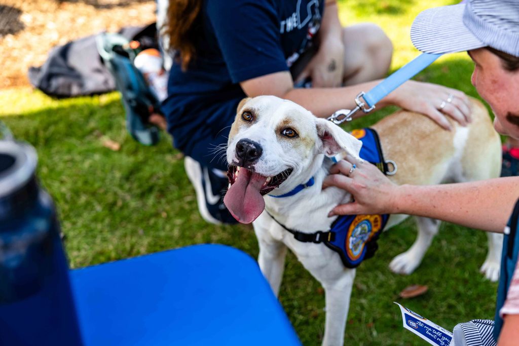 Dog for Adoption at Park Hop Playdate Looks at Camera with it's tongue out 