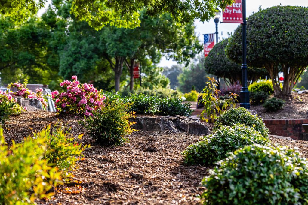 Shot of different plants and shrubs at Greer City Park