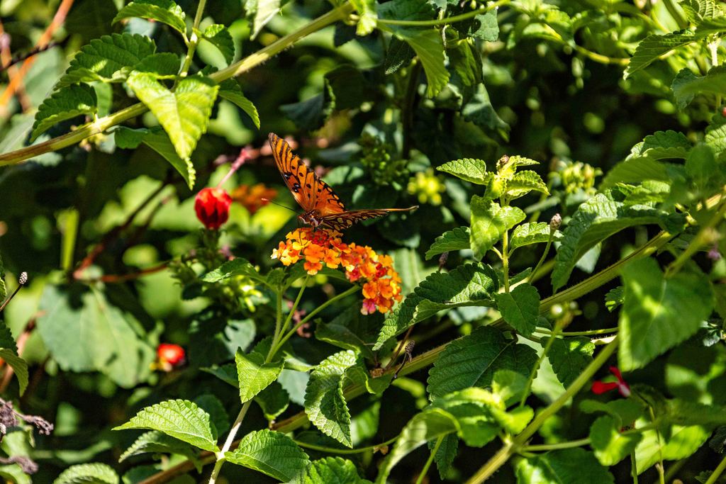 Butterfly in Greer City Park