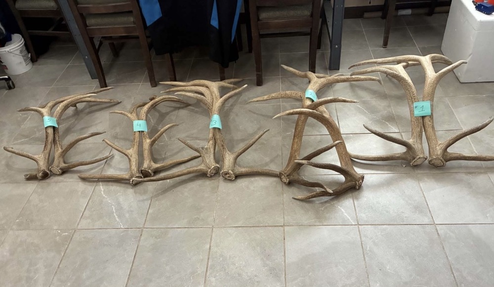 Elk Antlers