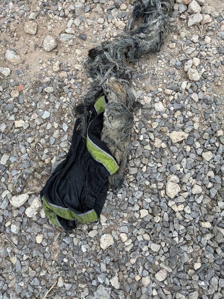 Pump Treasure Shorty lost his shorts