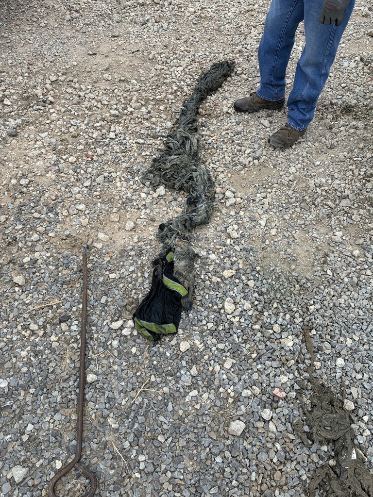 Pump Treasure Shorts