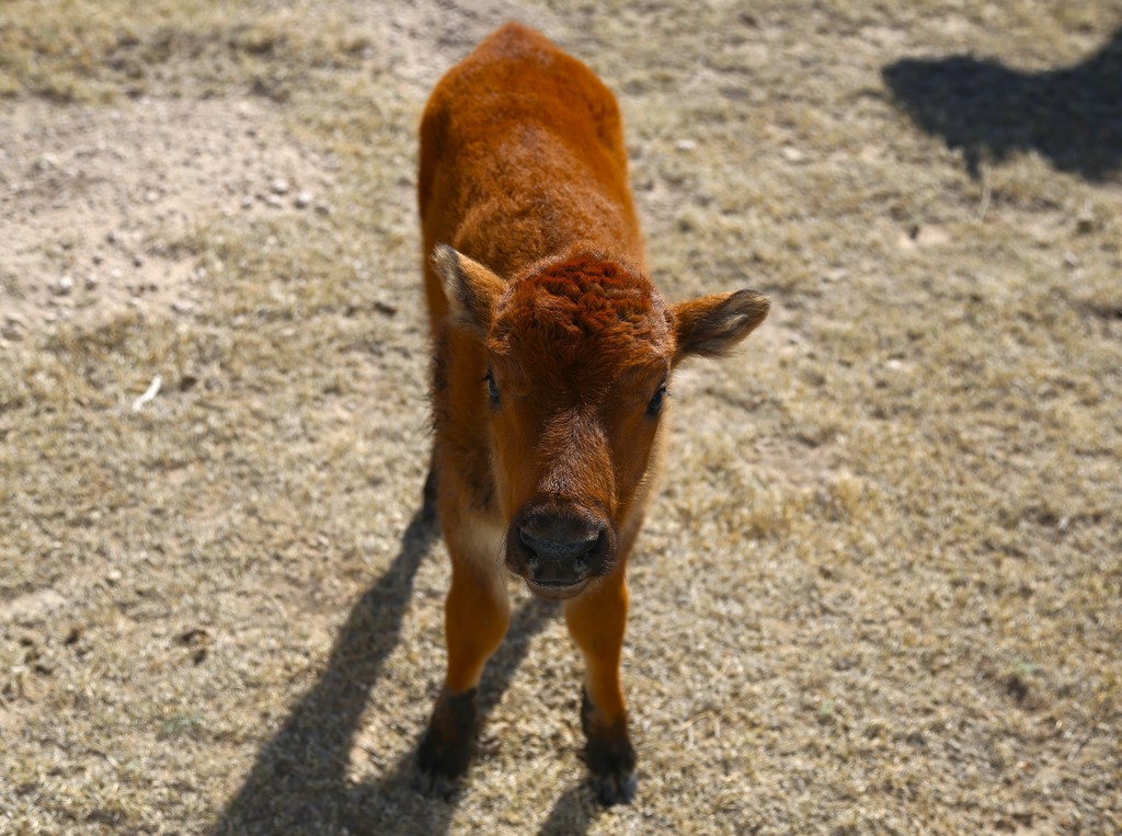 Baby Bison