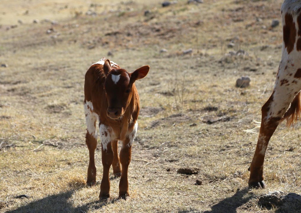 Baby Bison