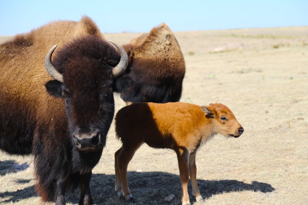 Baby Bison