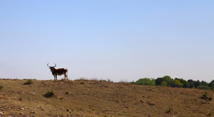 Longhorn