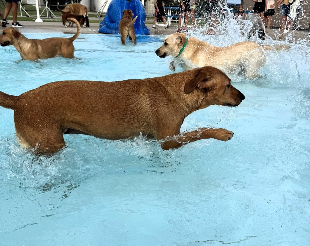 Dog Swim 2025