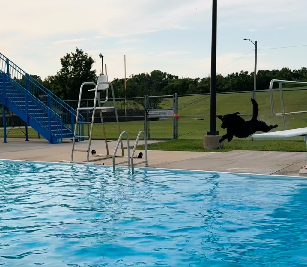 Dog Swim 2025