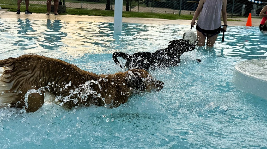 Dog Swim 2025
