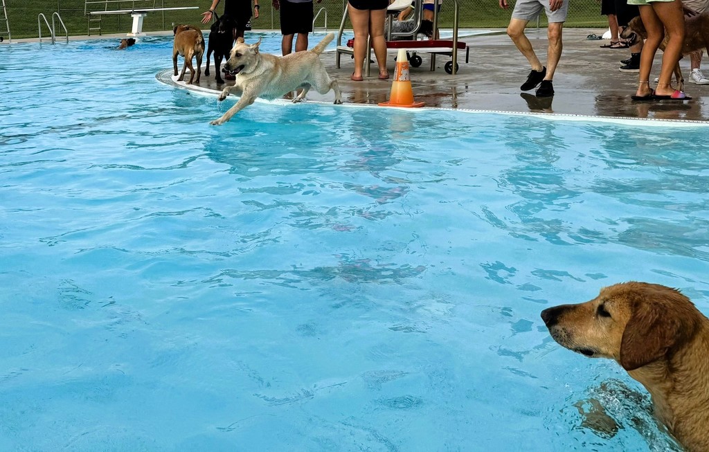 Dog Swim 2025