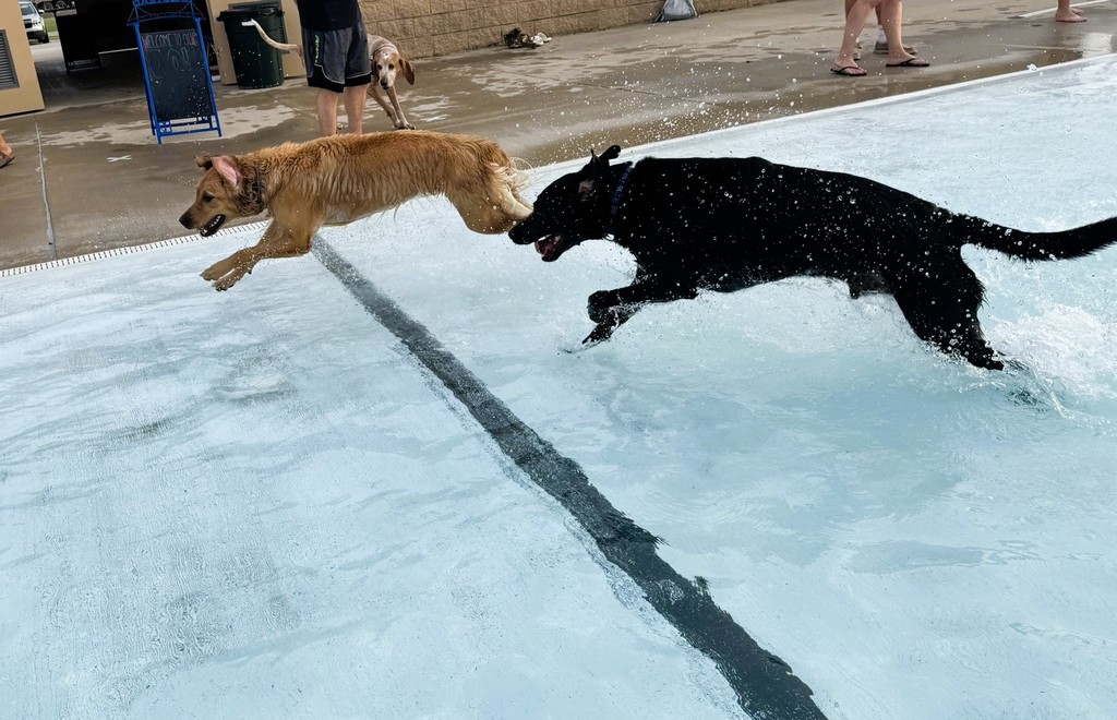 Dog Swim 2025