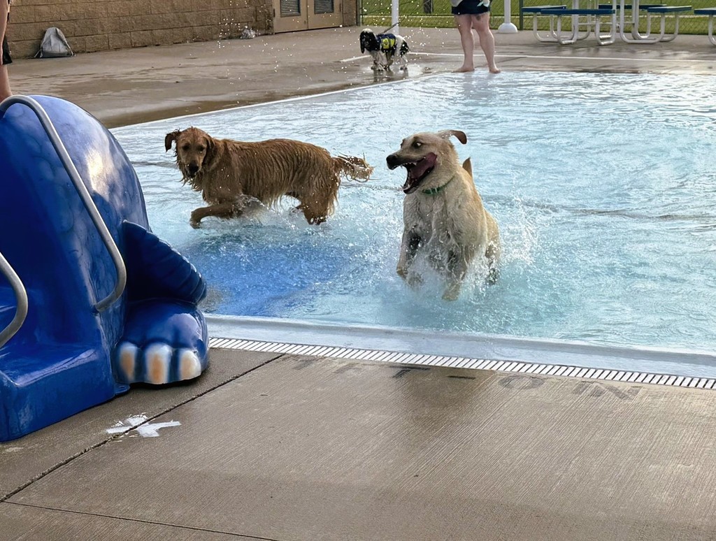 Dog Swim 2025