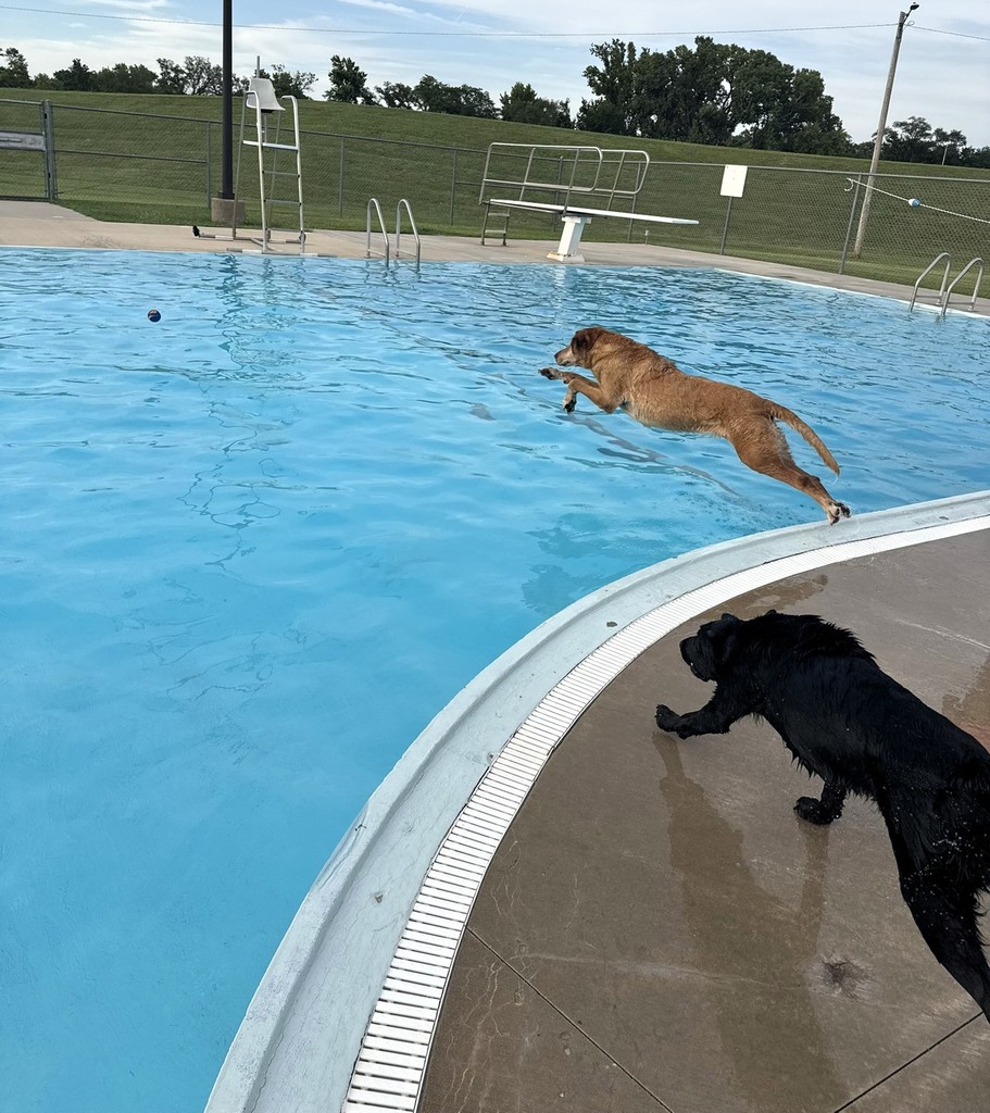 Dog Swim 2025