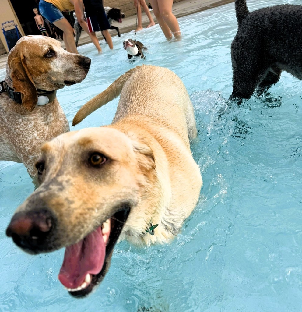 Dog Swim 2025