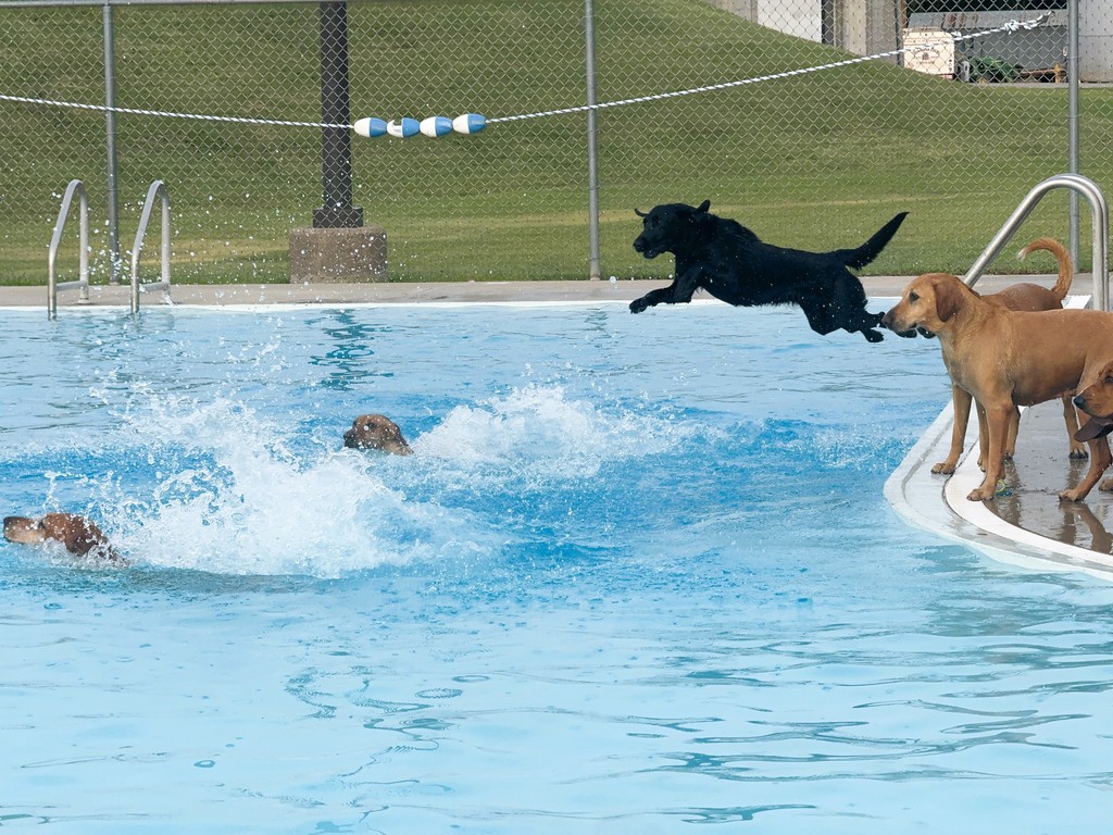 Dog Swim 2025