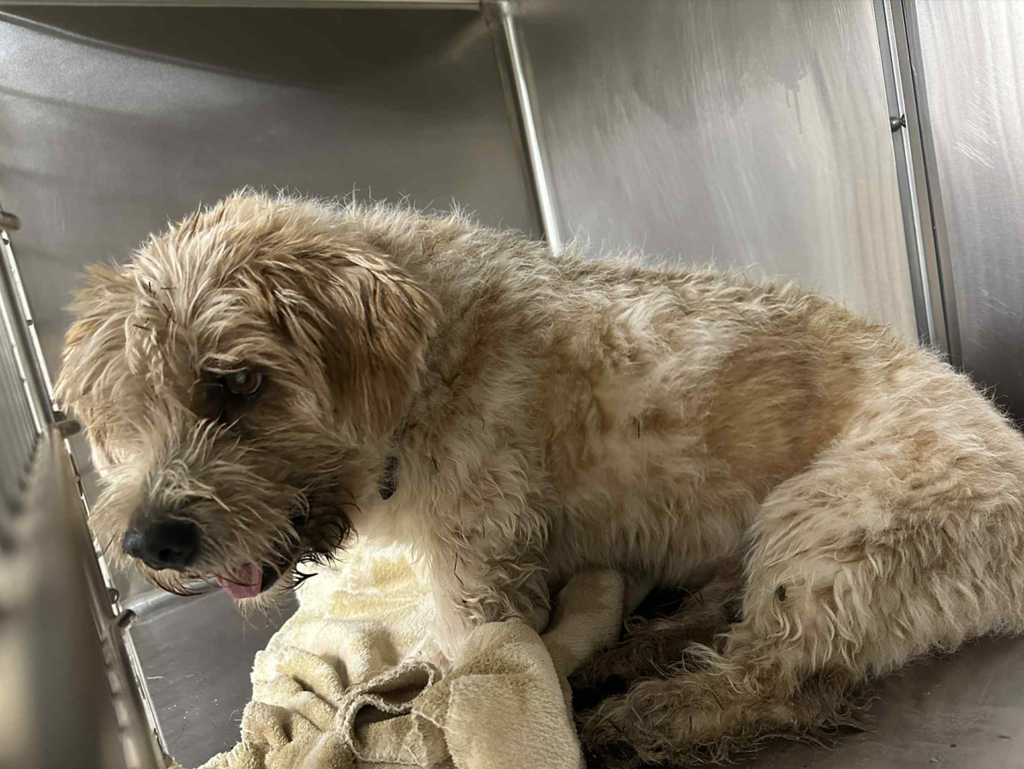 dog 9-17-25