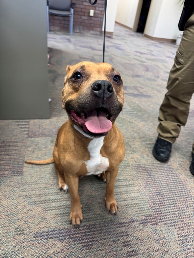 dog found 1-7-26