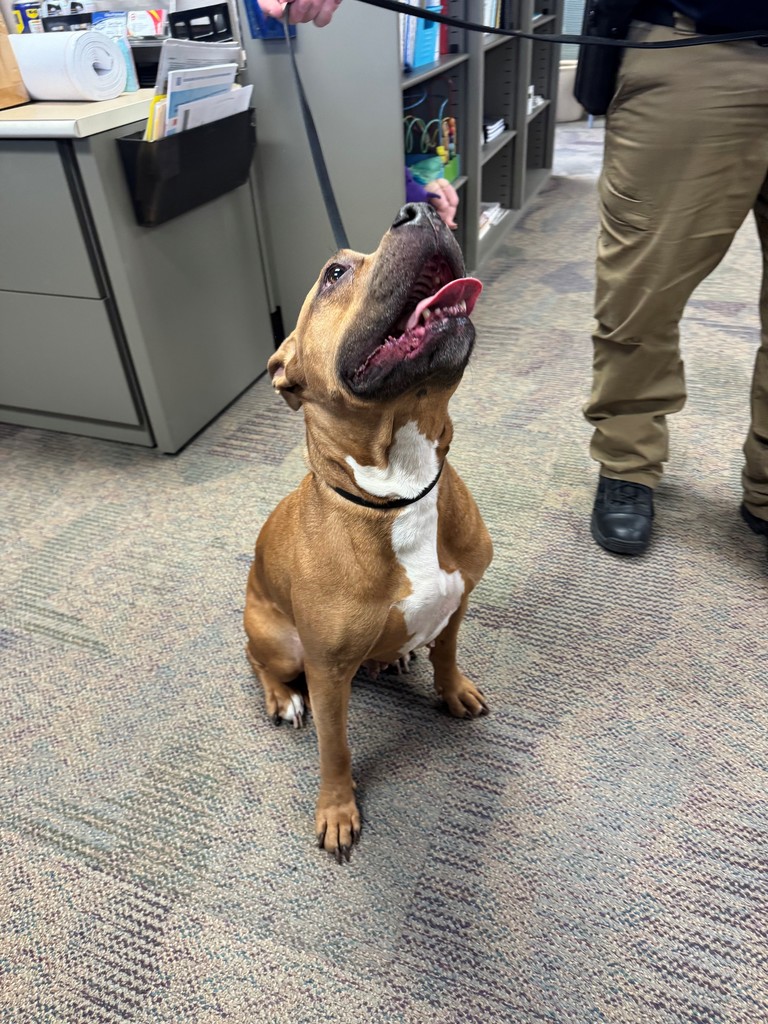 dog found 1-7-26
