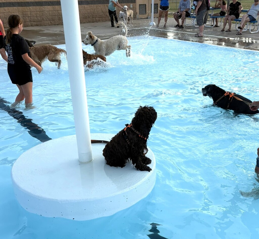 black dog sitting on pool mushroom while other dogs swim 